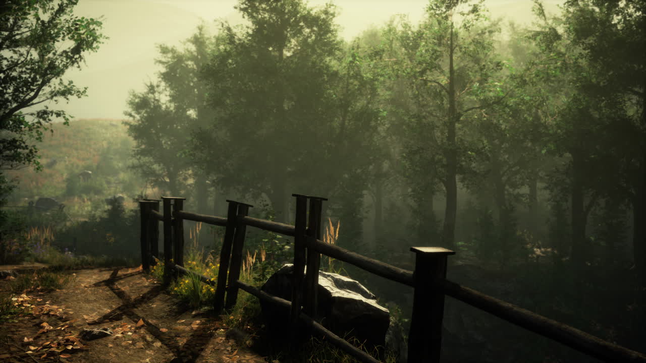 mystical forest with fog and shining behind trees