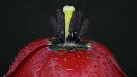 over bloomed red tulip flower wet with dew in black background