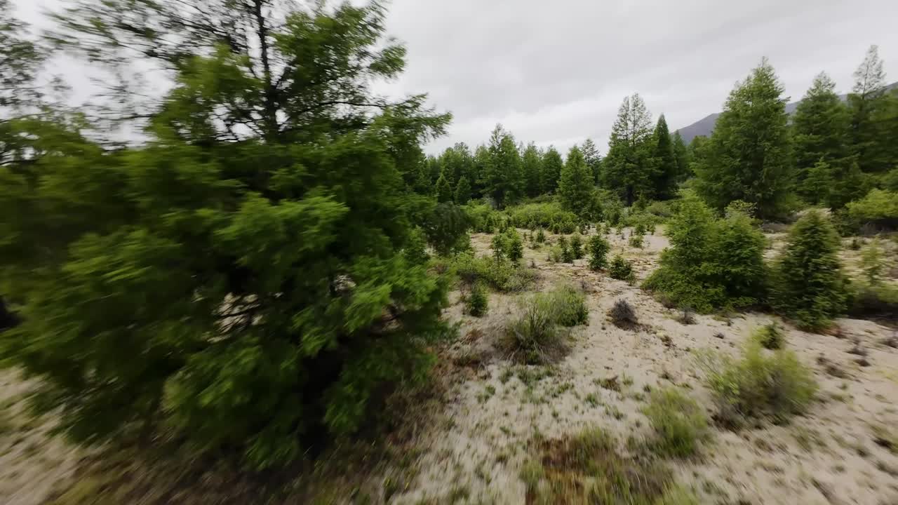 Experience the wilderness as a drone captures moose chasing through trees and greenery