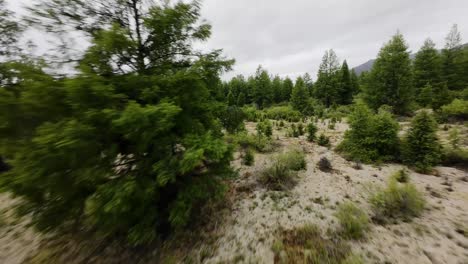 experience the wilderness as a drone captures moose chasing through trees and greenery