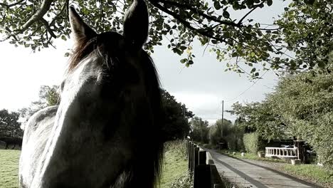 horse listening to sounds ear twitching