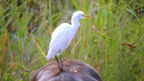 Tracking-shot-of-an-Egret-standing-on-the-back-of-a-large-buffalo