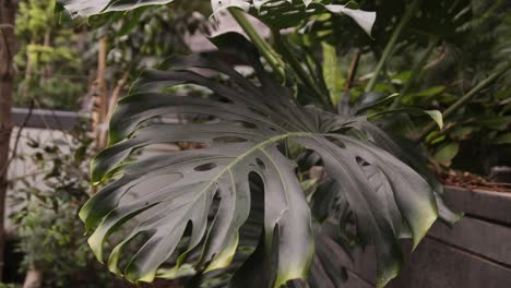 big-green-tropical-leaf-In-ultramodern-cityscape-of-Singapore,-along-the-Marina-Bay