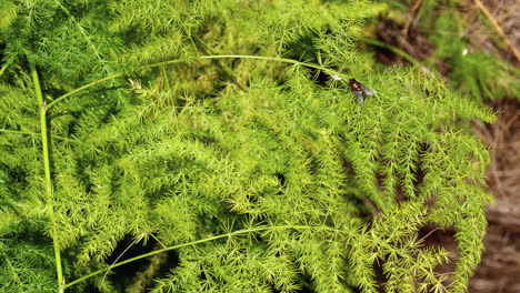 bronze colored fly sitting on a an asparagus fern