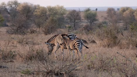 Zebrafohlen-Steht-Neben-Seiner-Grasenden-Zebramutter