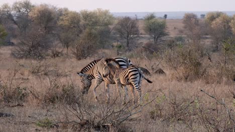 zebra foal stands next to its grazing mother zebra