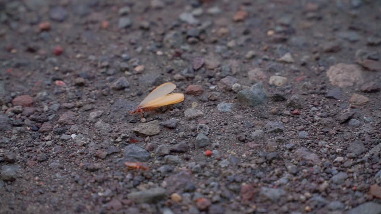 Winged termite or flying ant or Laron walking on the wet ground after rain