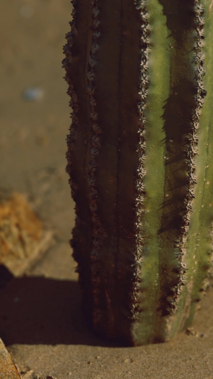 Un cactus imponente sotto il caldo sole del deserto durante una sera dorata.