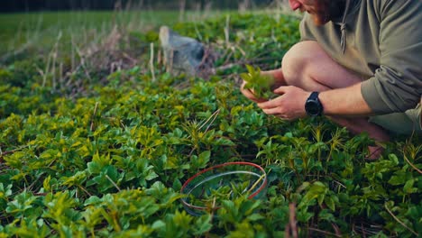 man picking green herbal plants - close up