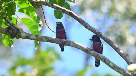 Gebänderter-Breitschnabel,-Eurylaimus-Javanicus,-Khao-Yai-Nationalpark,-Thailand