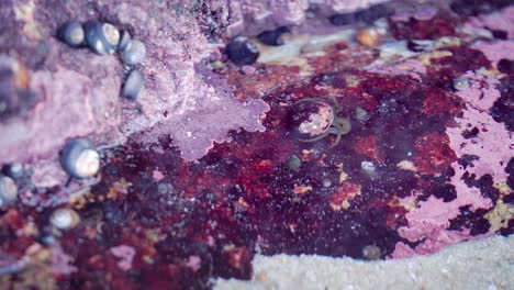 cangrejos ermitaños y otras pequeñas criaturas marinas atrapadas en una colorida piscina de marea roja