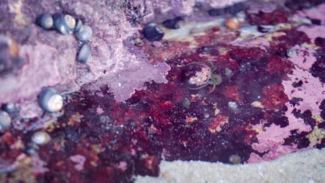 hermit crabs and other small sea creatures trapped in a colorful red tidal pool