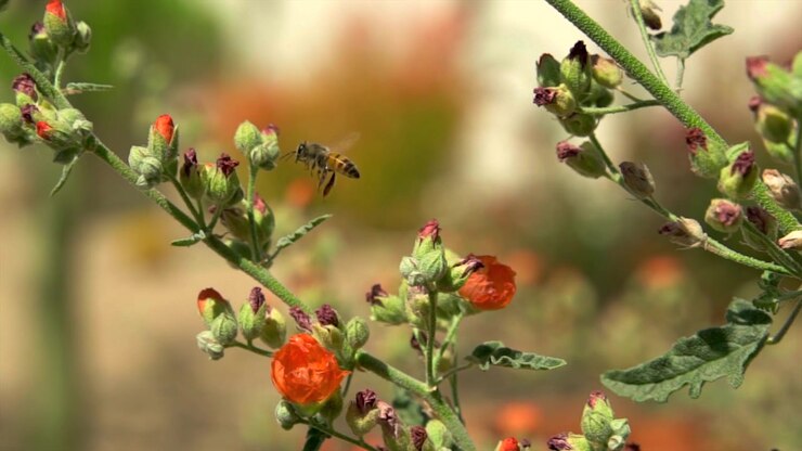 Pollination - bees on orange flowers in Arizona, close up