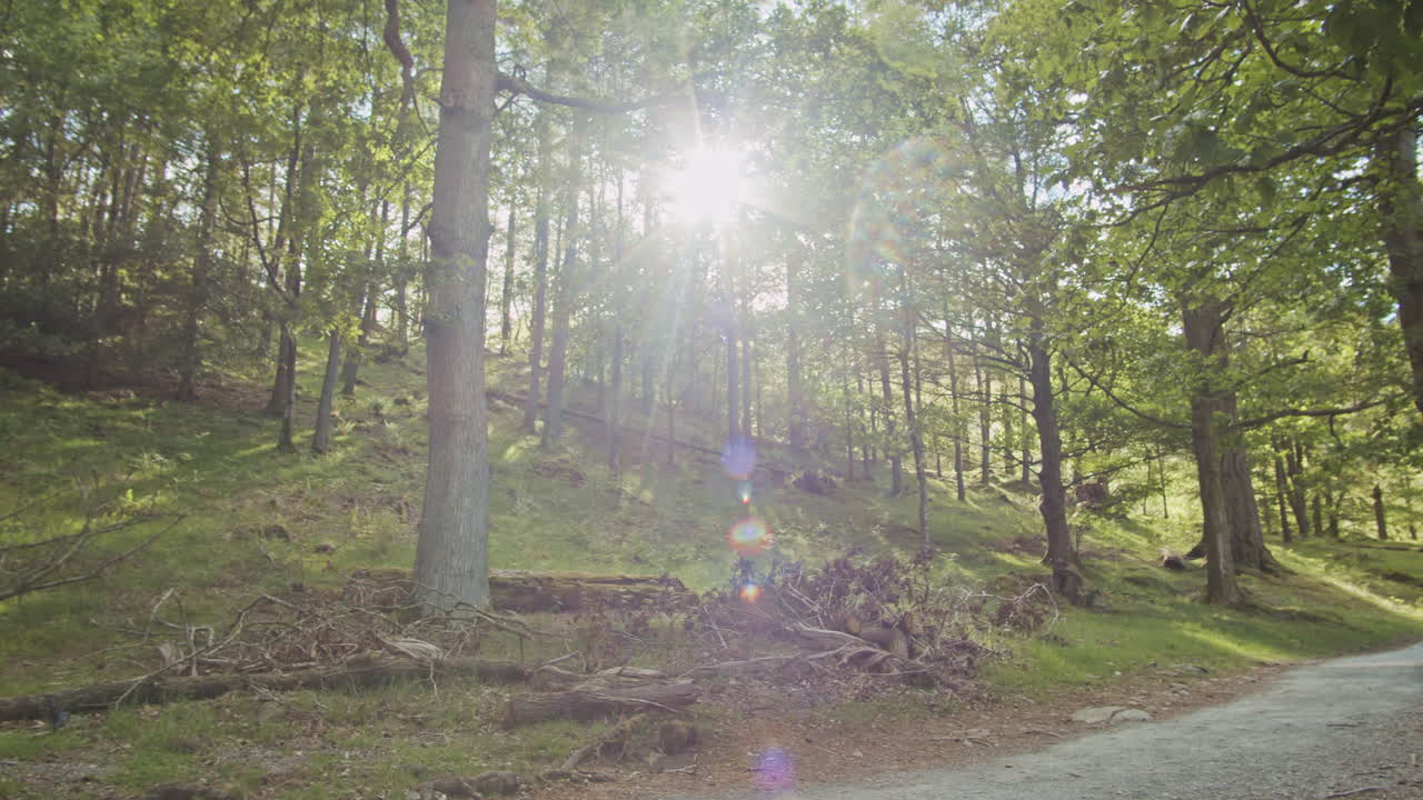Panning shot of English woodland with sunny lens flares, Cumbria
