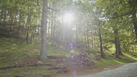 panning shot of english woodland with sunny lens flares, cumbria