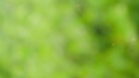 Abstract color background with bokeh motion