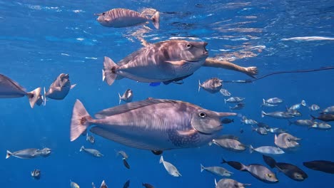 man snorkeling among unicorn fishes in tropical clear water, underwater portrait