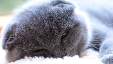 a gray scottish fold cat