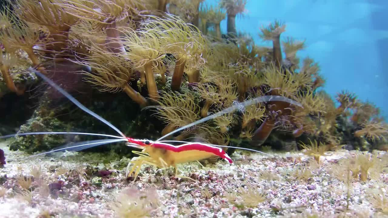 красно-белая полосатая креветка-чистильщик плавает в аквариуме