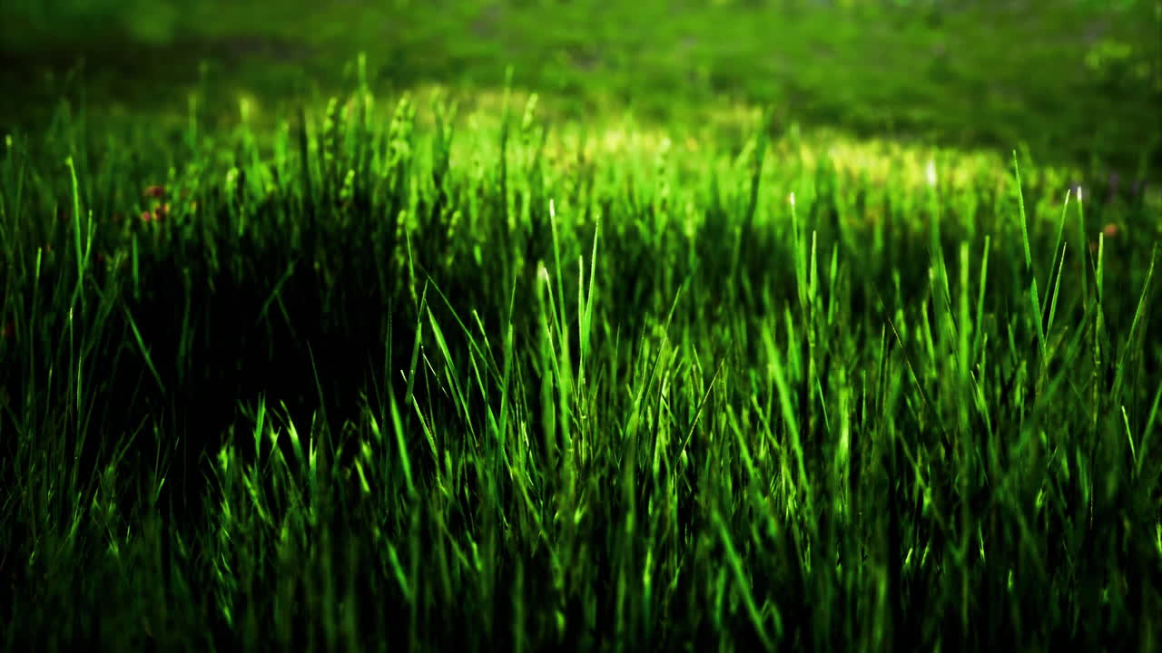 Vibrant green grass swaying gently under sunlight in a tranquil outdoor setting