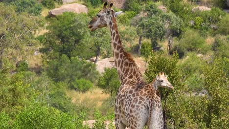 one giraffe is eating alone on the safari