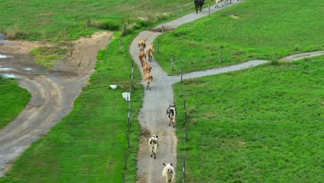 Cows-walking-single-file-on-a-narrow-path-through-a-green-pasture