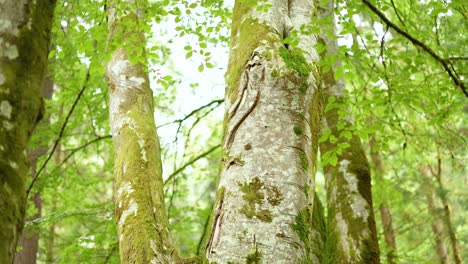 close-up of mossy tree trunks in lush forest