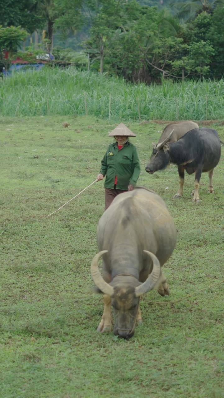 에서 풀 을 고 있는 물 버팔로