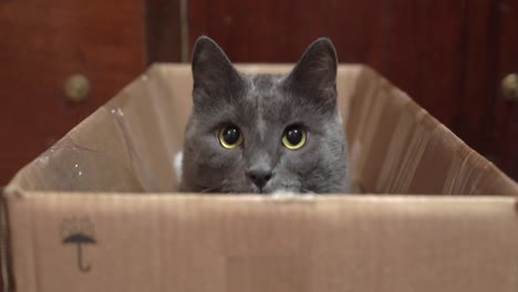 gray cat excited during a game in cardboard box.