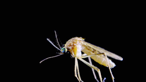 close-up of a mosquito
