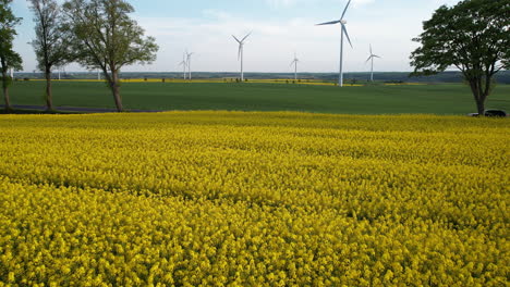 Weitläufiges-Gelbes-Rapsfeld-Mit-Hoch-Aufragenden-Windkraftanlagen-Im-Hintergrund-Unter-Klarem-Himmel