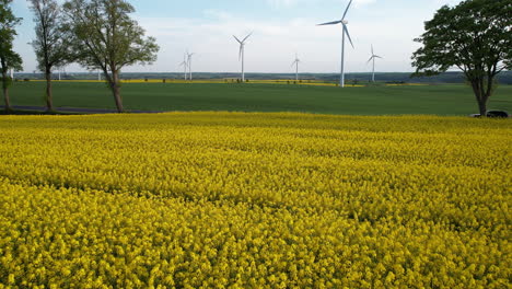 Extenso-Campo-De-Colza-Amarillo-Con-Imponentes-Turbinas-Eólicas-En-El-Fondo-Bajo-Un-Cielo-Despejado