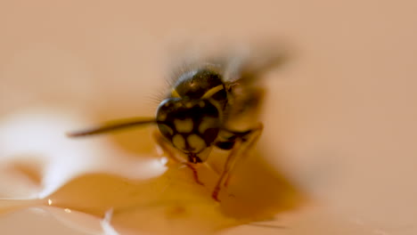 avispa atrapada en la miel