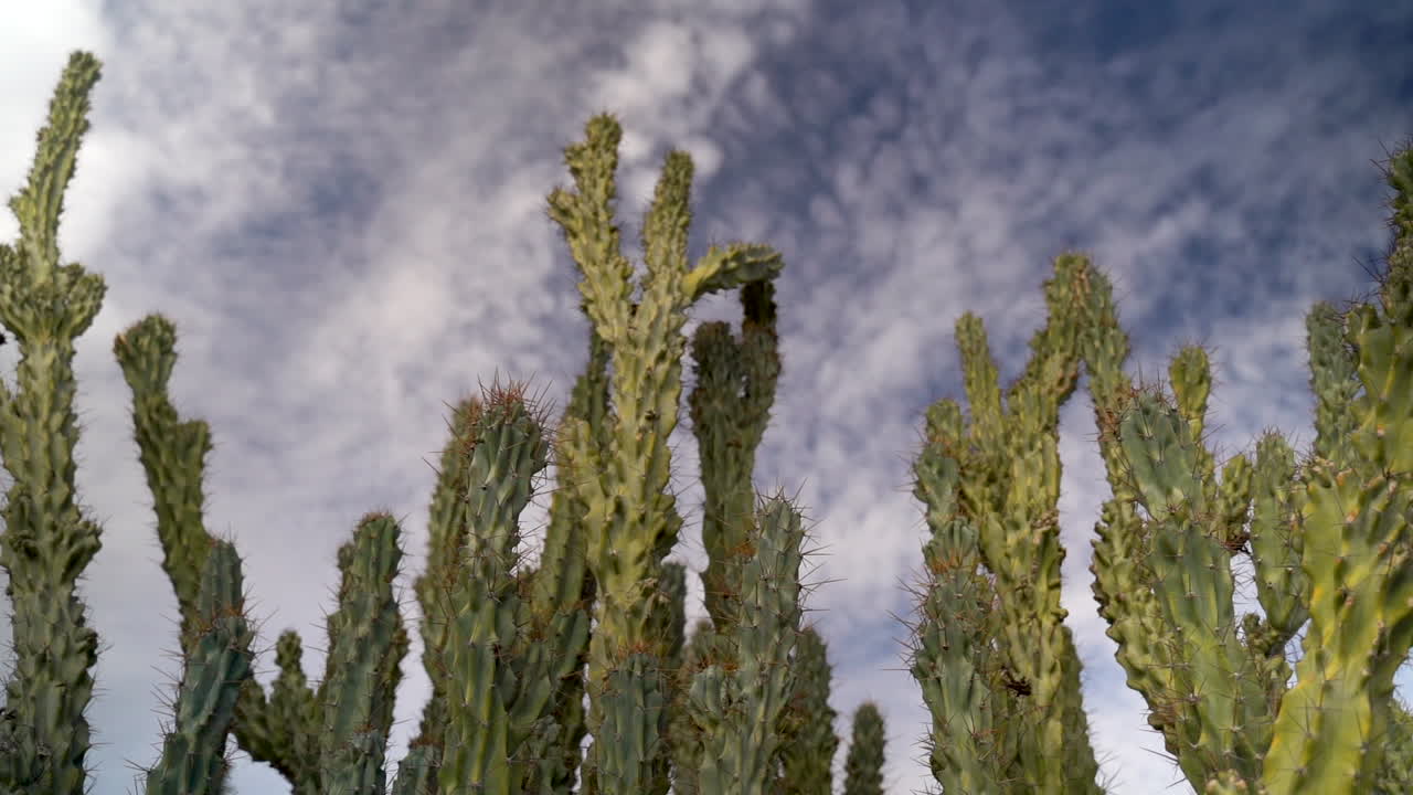 hermosos cactus de tubo de órgano con nubes finas en arizona