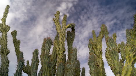 Wunderschöne-Orgelpfeifenkakteen-Mit-Zarten-Wolken-In-Arizona