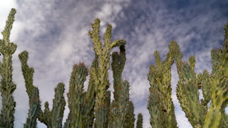 beautiful organ pipe cacti with wispy clouds in arizona