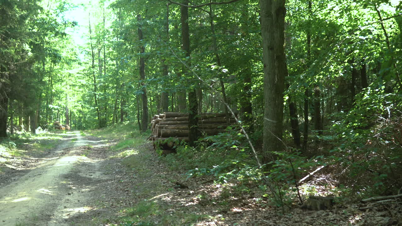 Пустая тропинка в зеленом лесу, лучи солнца пробиваются сквозь зеленую листву, поленница дров, сложенная на опушке