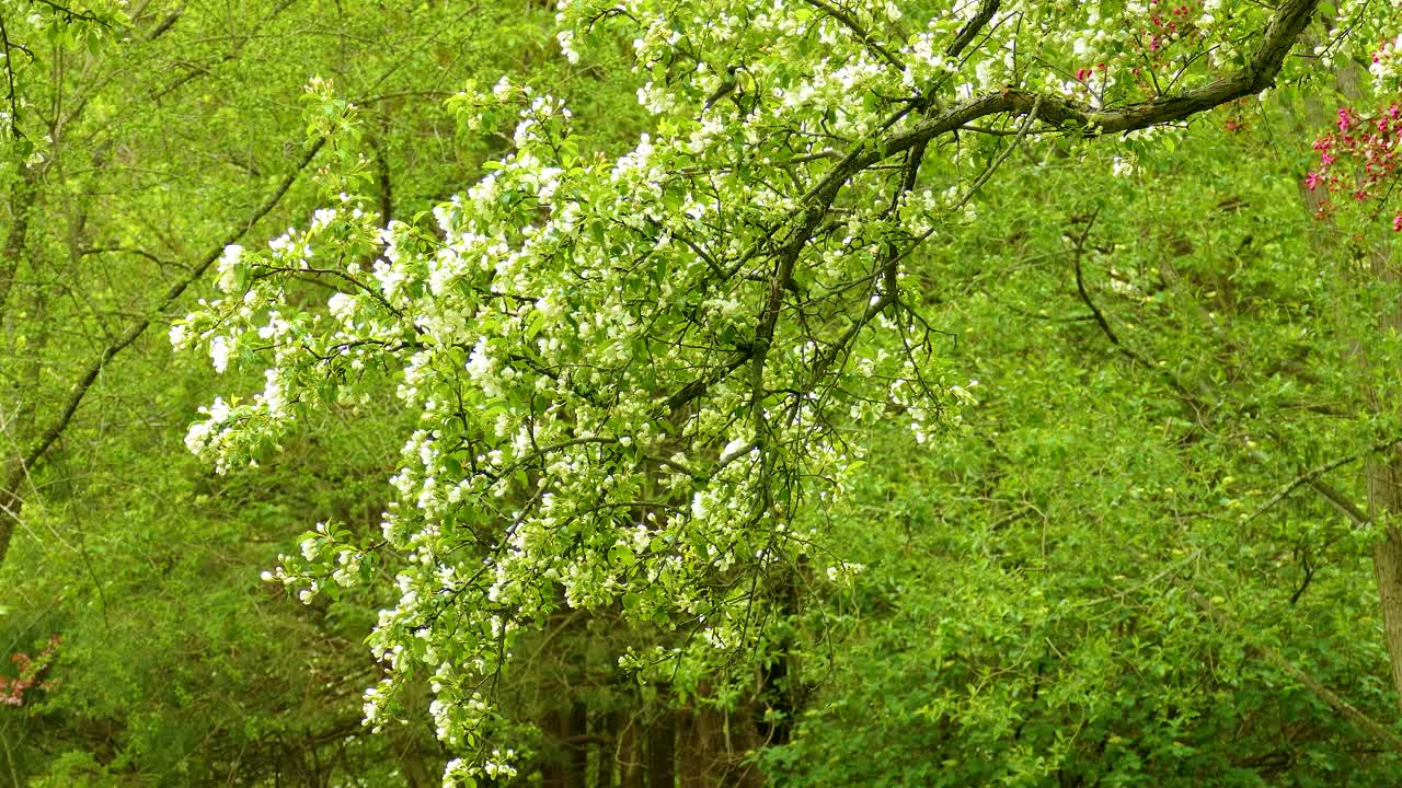 Beautiful White Blossoms on a Tree Branch in Spring