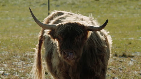 horned highland cattle in the field - close up