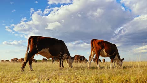 this idyllic rural setting reflects the simple beauty of nature and the quiet harmony of farm life, where the cows move leisurely, enjoying their day in the sun