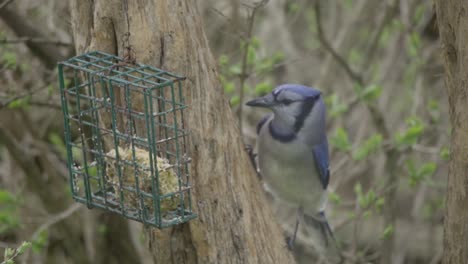 beautiful blue jay eating from suet feeder hung on tree trunk