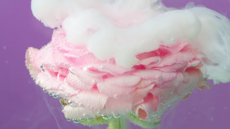 pink rose underwater with smoke and bubbles