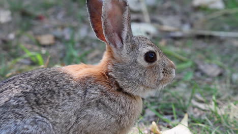 en primer plano, un adorable conejo de cola de algodón con luz de fondo huele el aire, de perfil.