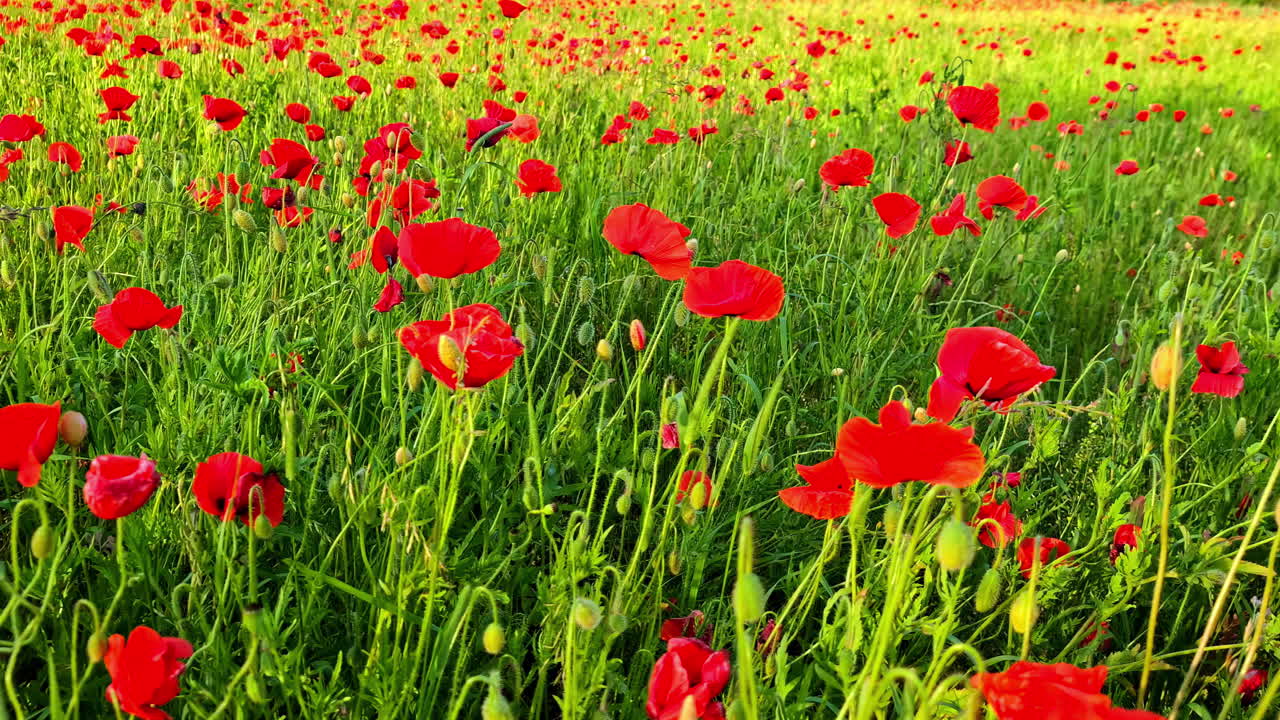 Field Of Red Poppies During Spring In Latvia. - closeup shot