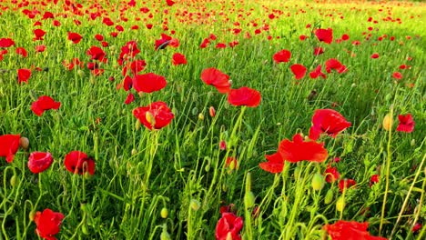 field of red poppies during spring in latvia. - closeup shot