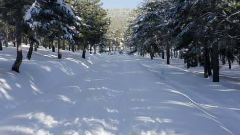 üppiger-Tiefer-Weißer-Schnee-Mit-Kiefern-Und-Schatten,-Die-über-Den-Weg-Fallen