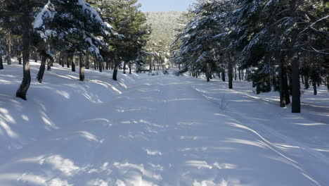 suntuosa nieve blanca y profunda con pinos y sombras que cruzan el camino