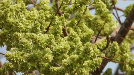 beautiful leaf flowers in tree