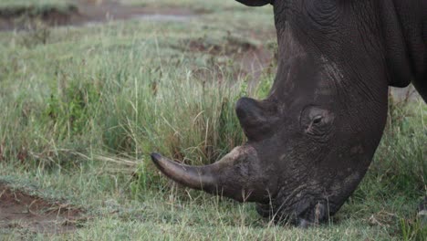 Close-Up-Portrait-Of-A-Grazing-Black-Rhino-In-Aberdare-National-Park,-Kenya,-East-Africa