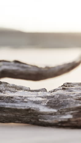 close-up of driftwood on the beach at sunset